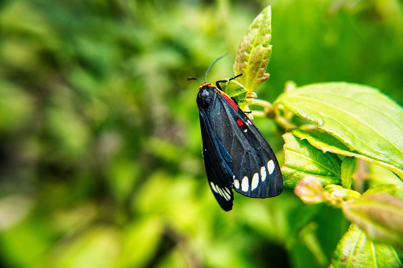 Why is Genetic Diversity Important in Conservation Efforts?